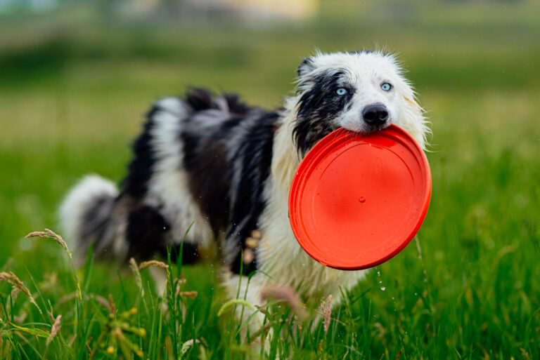 Jak nauczyć psa łapać frisbee? Poradnik dla opiekunów